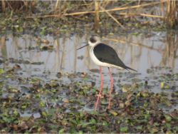 Black-winged Stilt